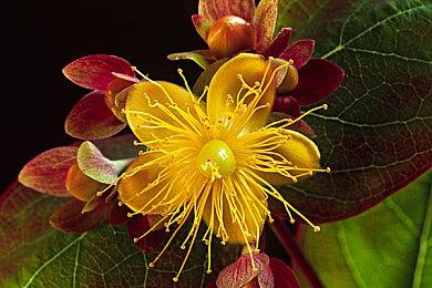 Gunnar推出《暗黑破坏神4》莉莉丝主题游戏眼镜